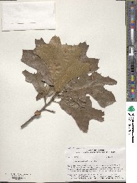 Quercus marilandica image