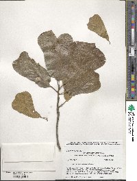 Quercus marilandica image