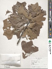 Quercus marilandica image