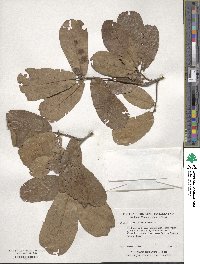 Quercus marilandica image