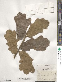 Quercus marilandica image