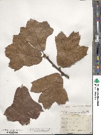 Quercus marilandica image