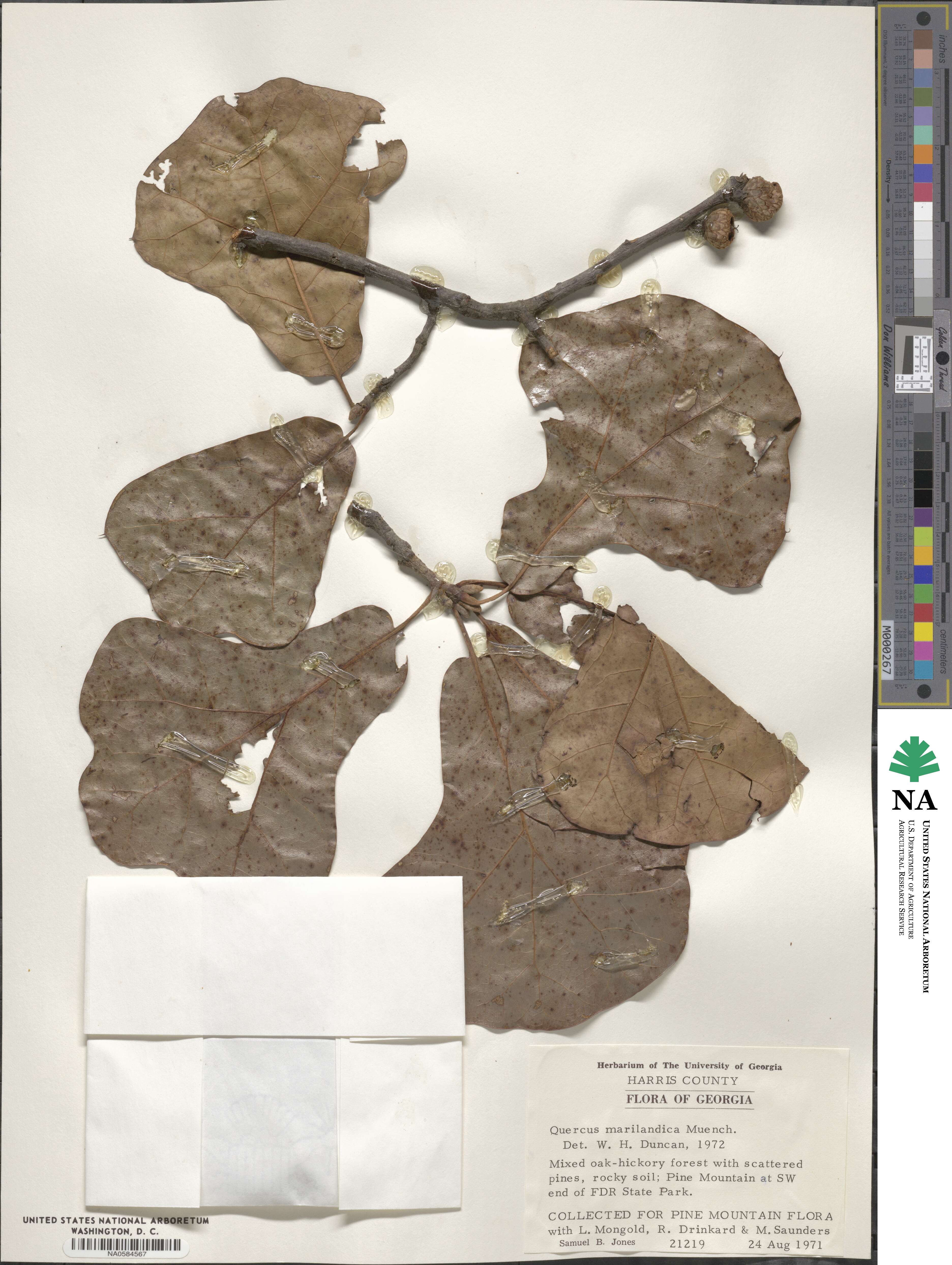 Quercus marilandica image