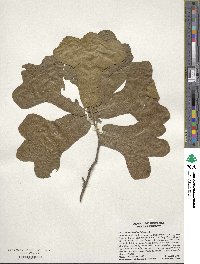 Quercus marilandica image