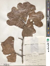 Quercus marilandica image