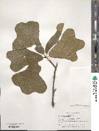 Quercus marilandica image