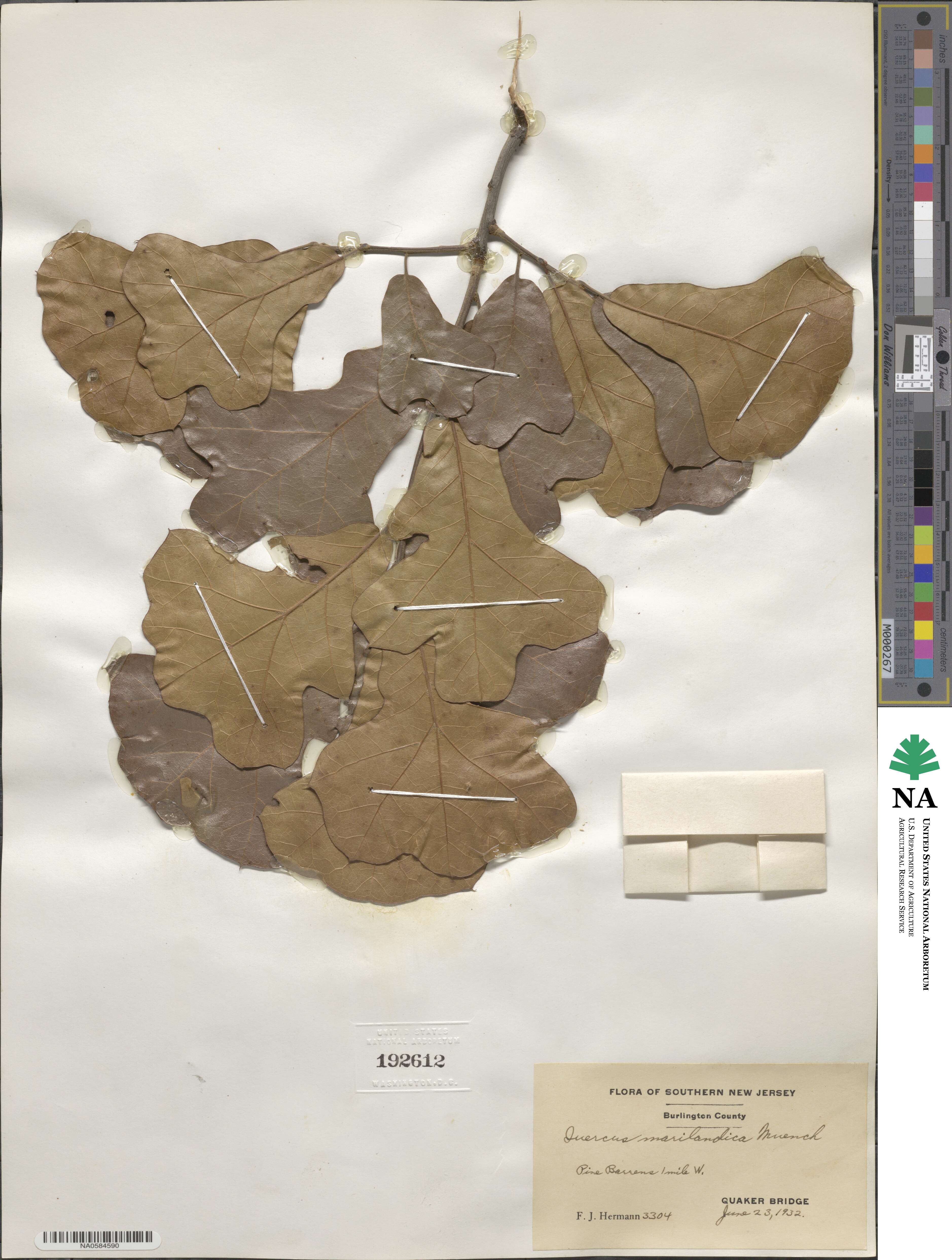 Quercus marilandica image