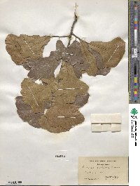 Quercus marilandica image