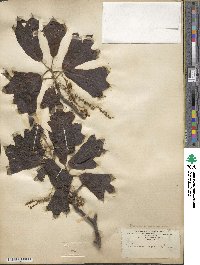 Quercus marilandica image