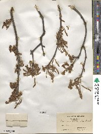 Quercus marilandica image