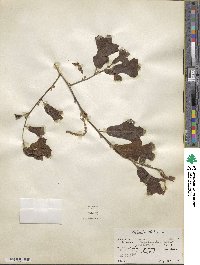 Quercus marilandica image