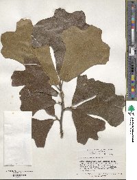 Quercus marilandica image