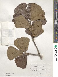 Quercus marilandica image