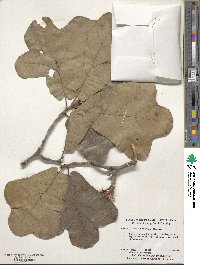 Quercus marilandica image