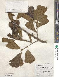 Quercus marilandica image