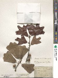 Quercus marilandica image