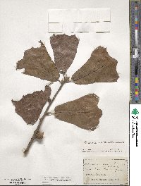 Quercus marilandica image