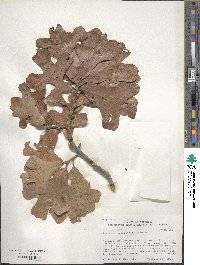 Quercus marilandica image