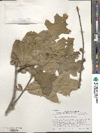 Quercus marilandica image