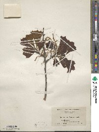 Quercus marilandica image