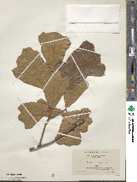 Quercus marilandica image