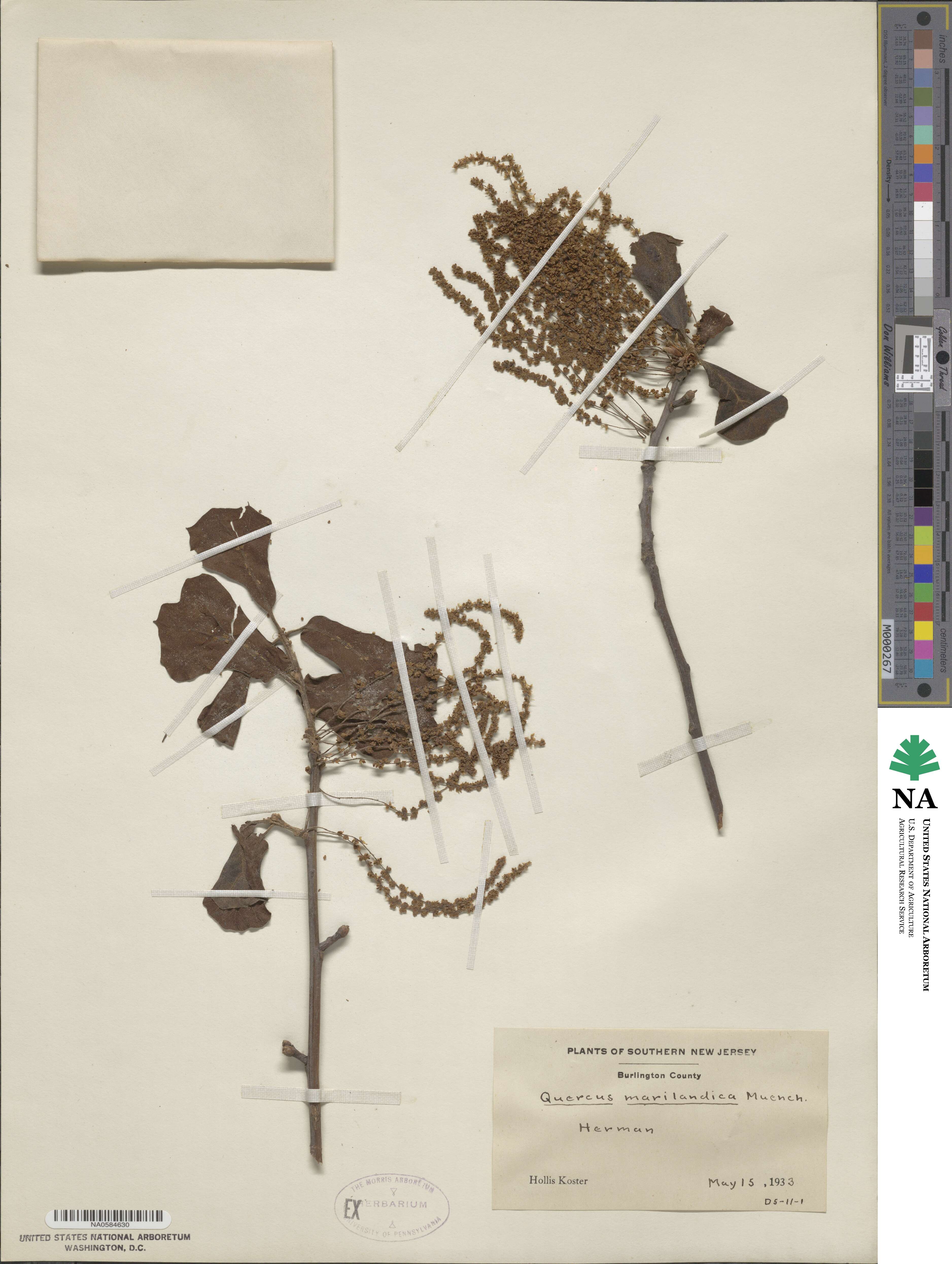 Quercus marilandica image