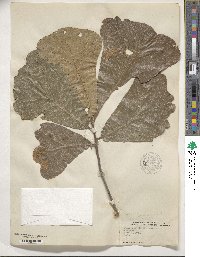 Quercus marilandica image