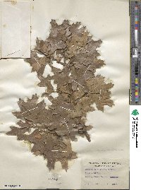 Quercus marilandica image