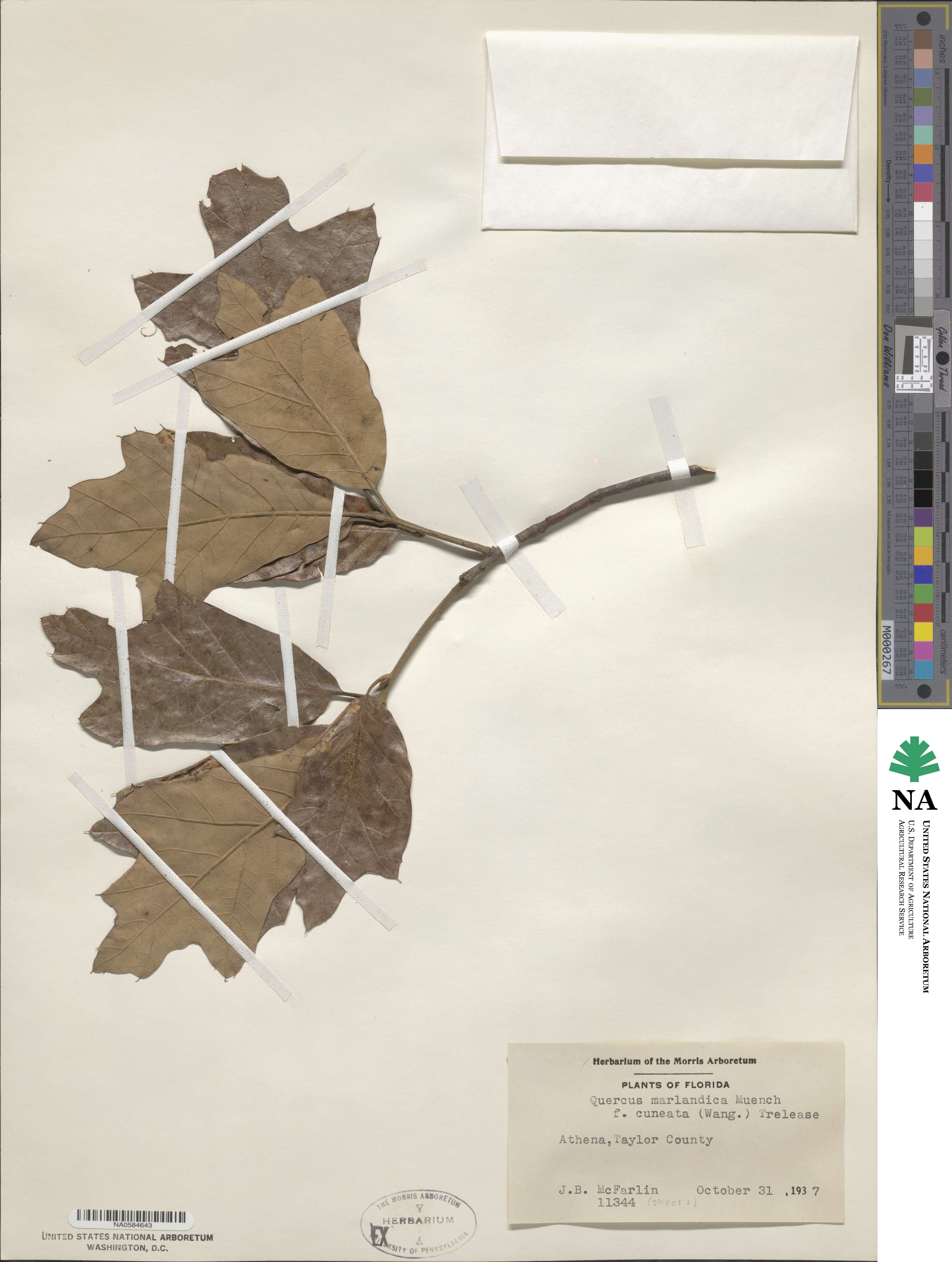 Quercus marilandica image