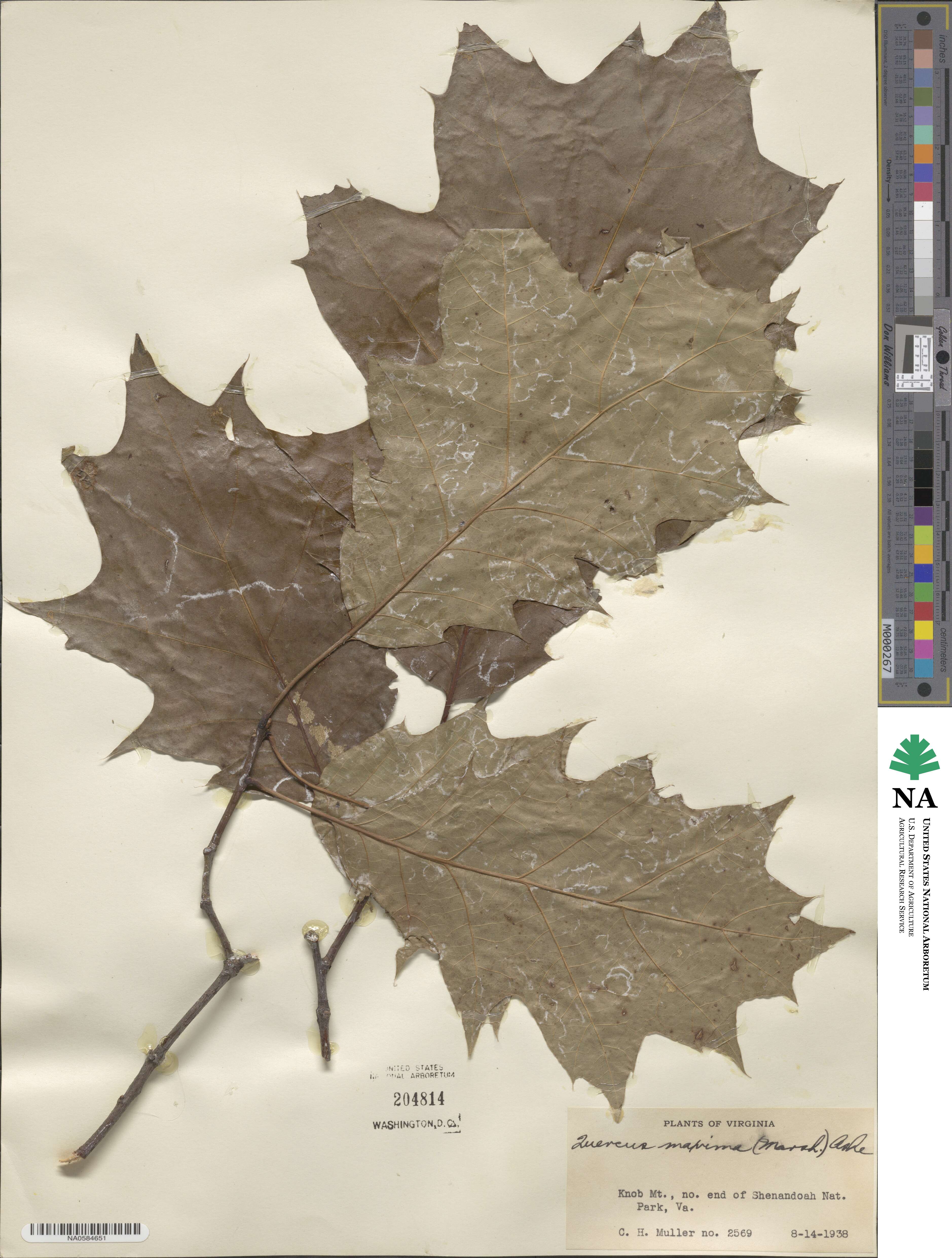 Quercus rubra image