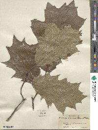 Quercus rubra image