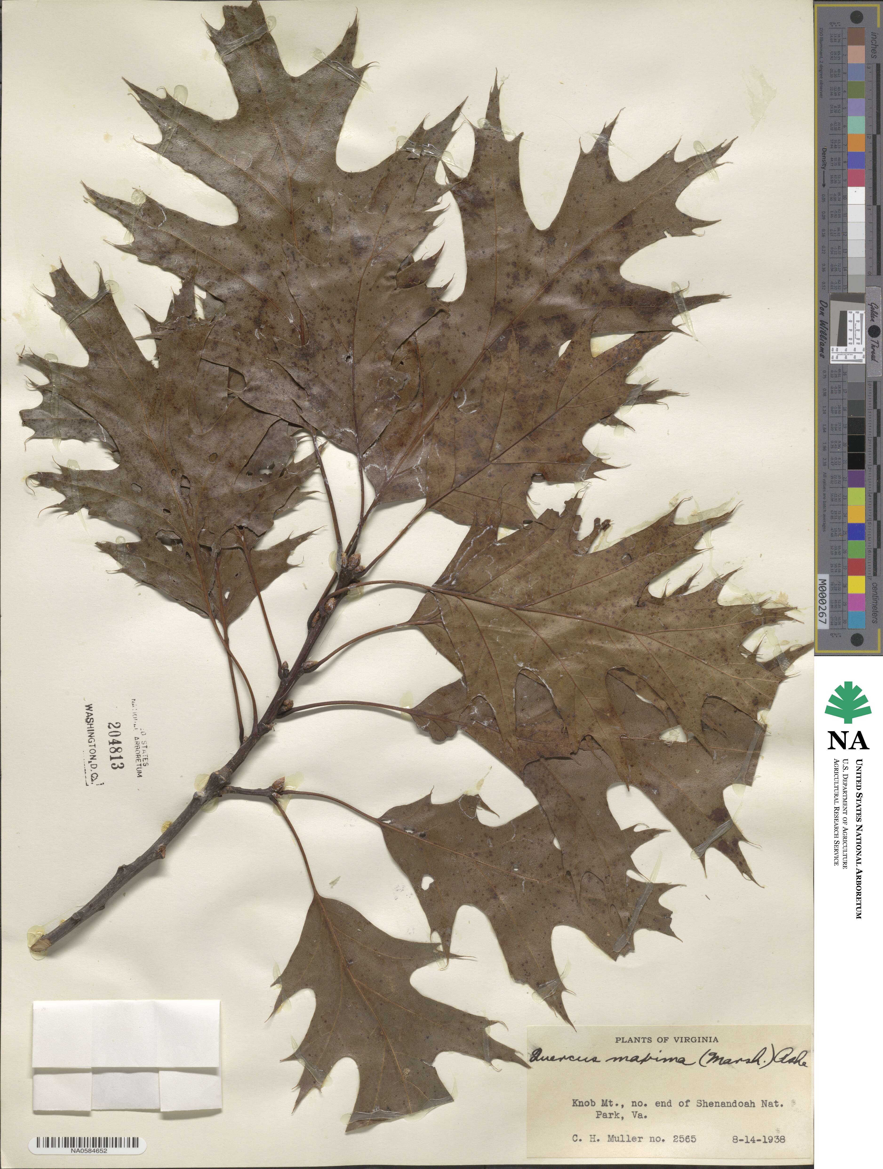 Quercus rubra image