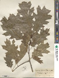 Quercus rubra image