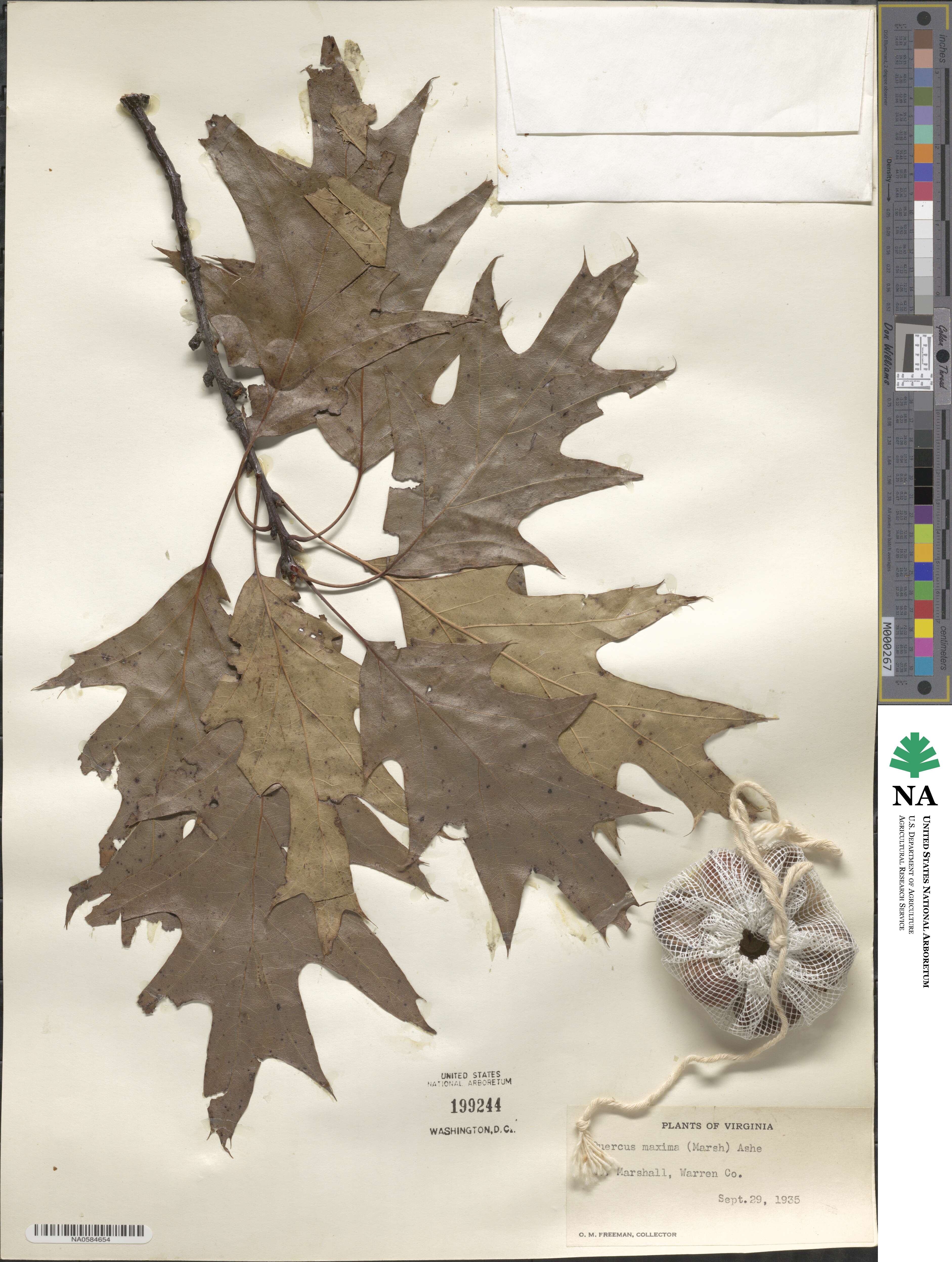 Quercus rubra image