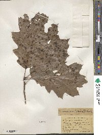 Quercus rubra image