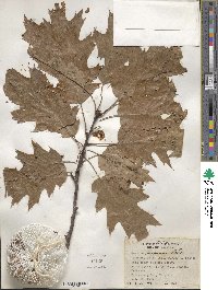 Quercus rubra image