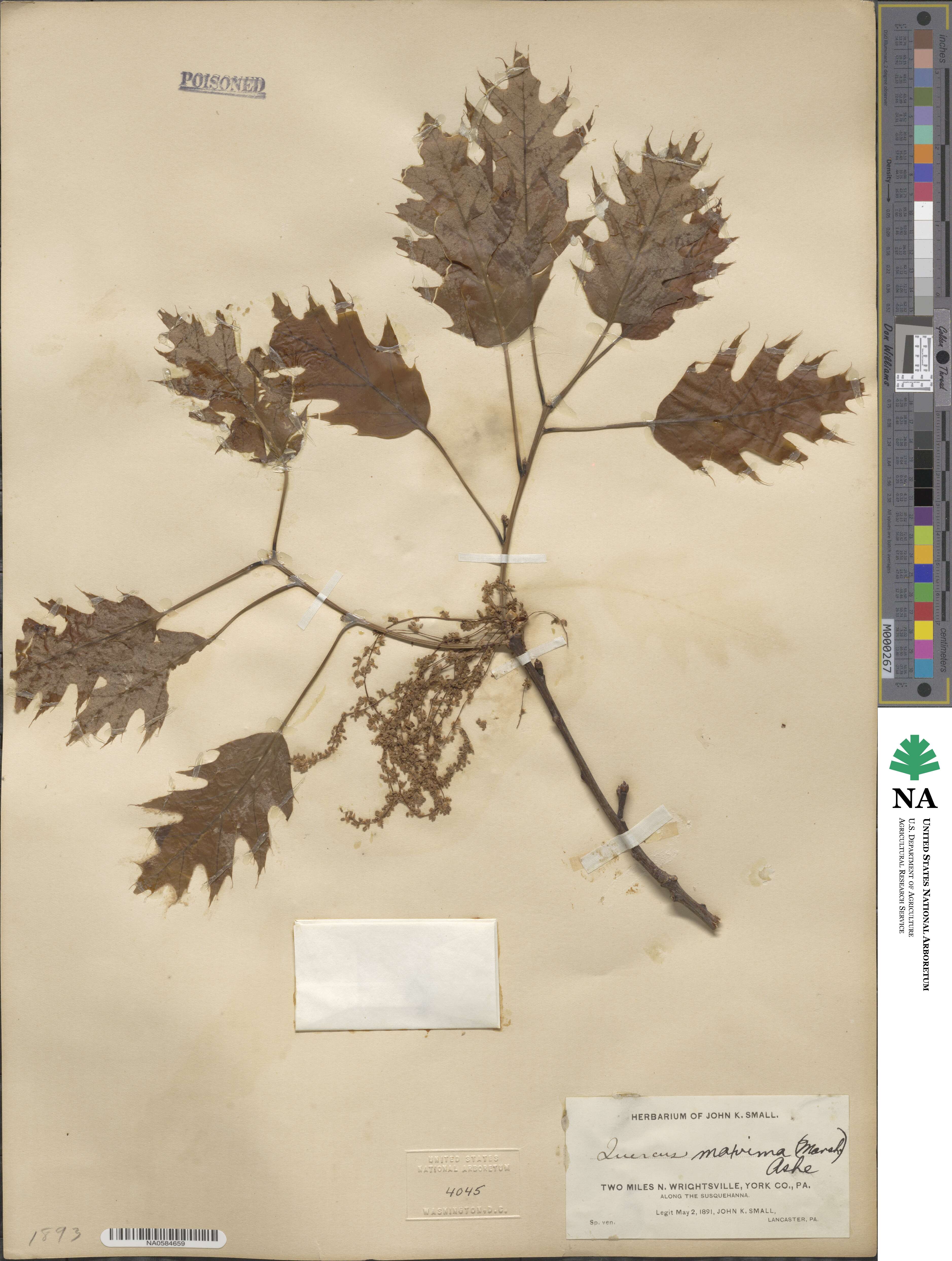 Quercus rubra image