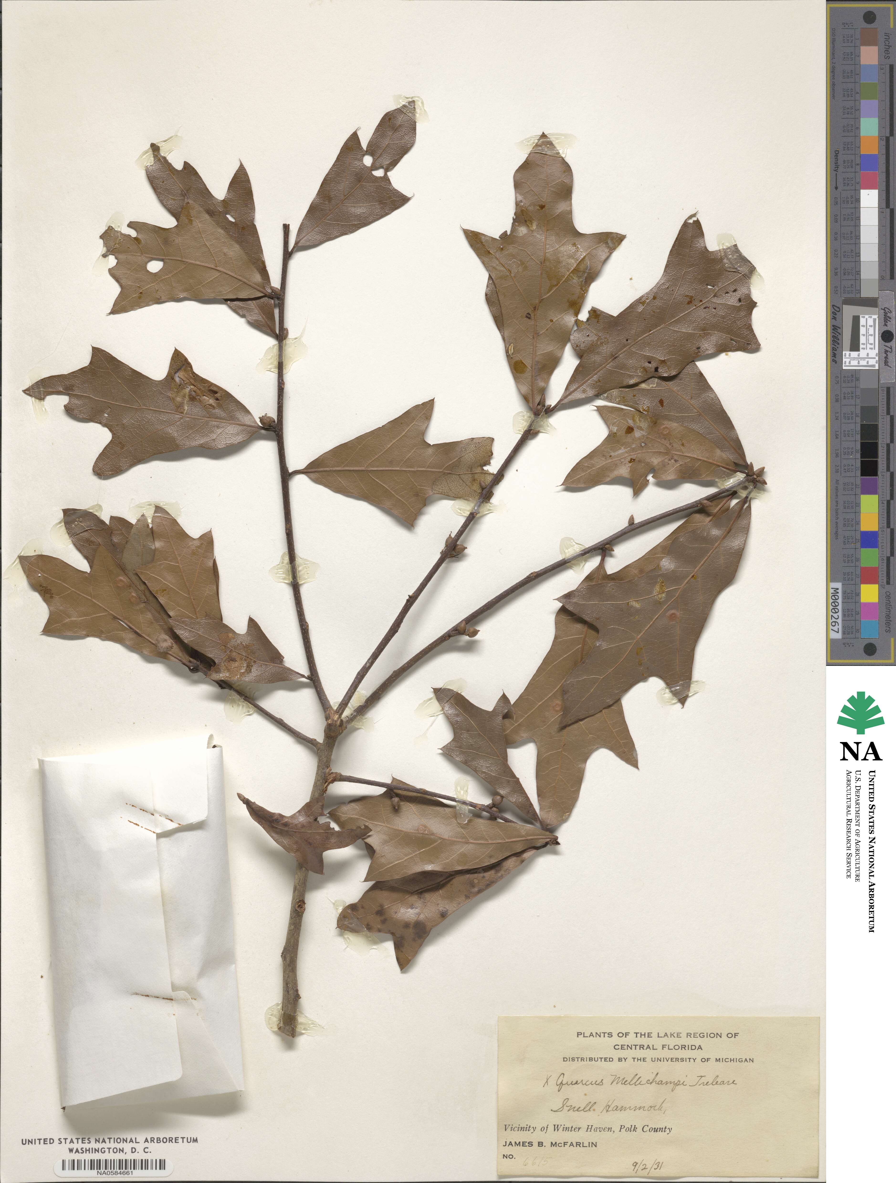Quercus × mellichampii image