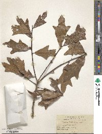 Quercus × mellichampii image