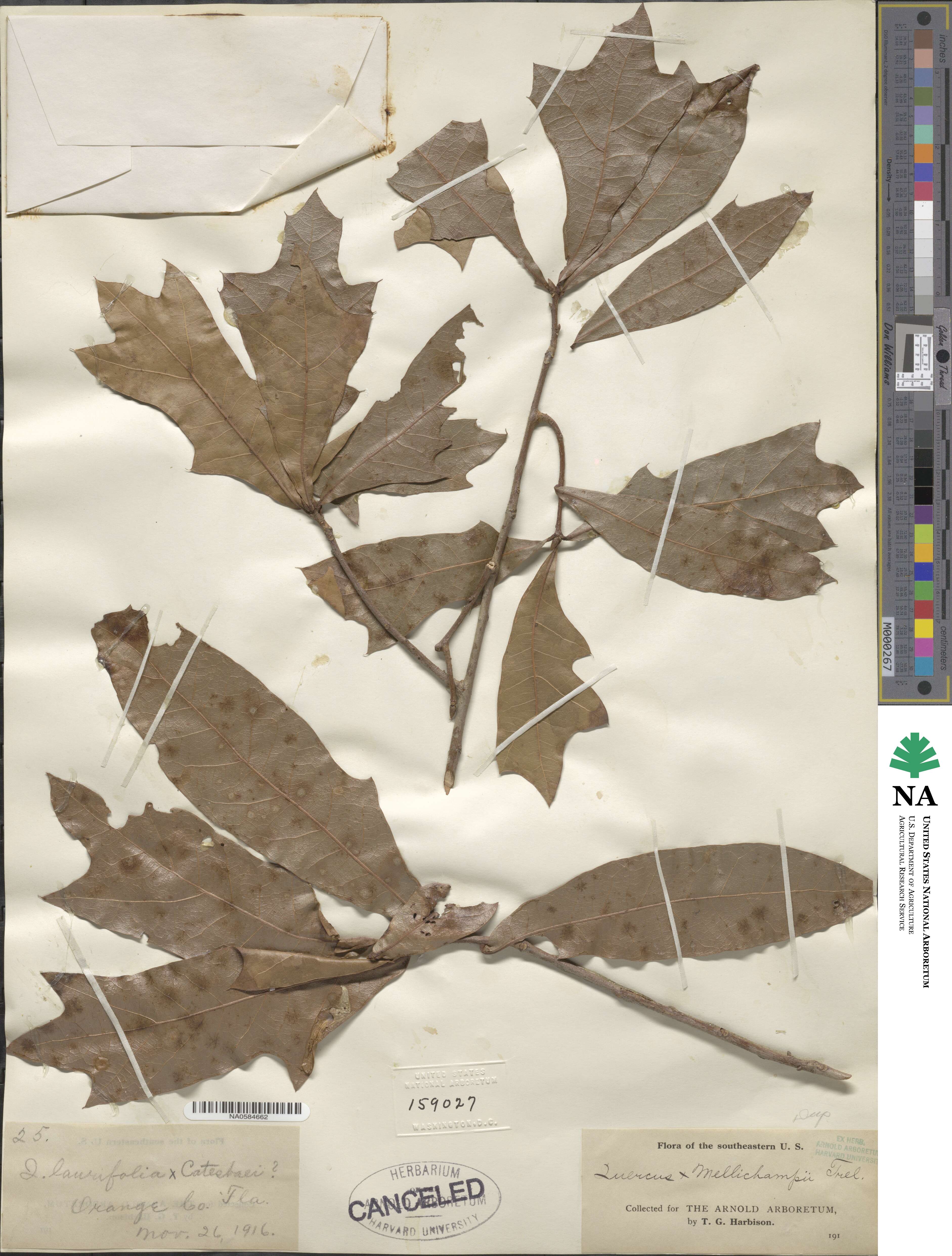 Quercus × mellichampii image