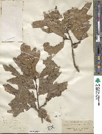 Quercus × mellichampii image