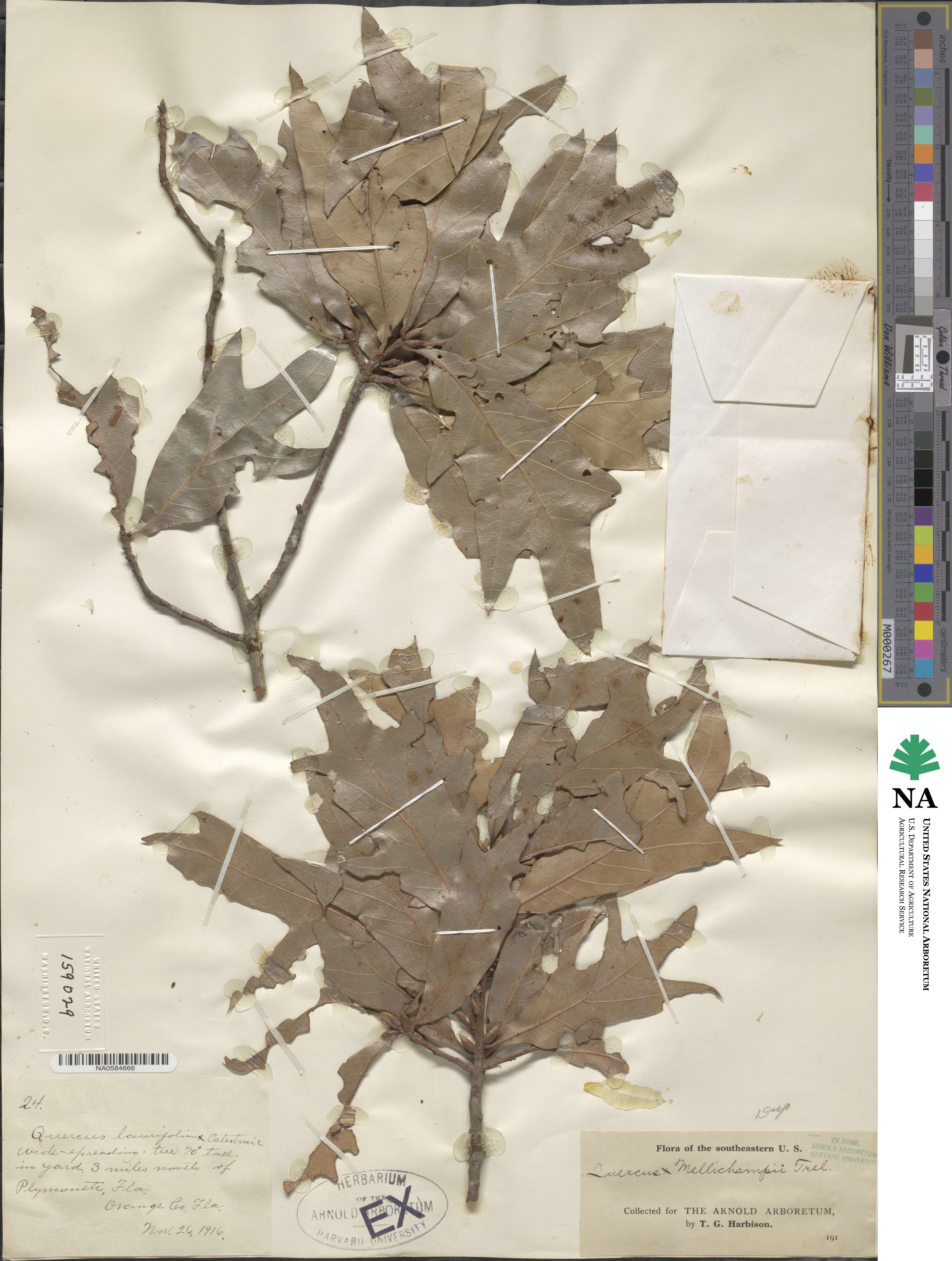 Quercus × mellichampii image