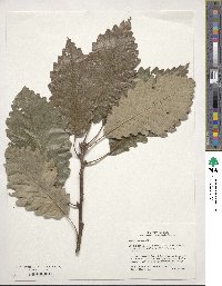 Quercus michauxii image