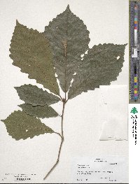 Quercus michauxii image