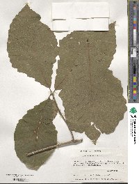 Quercus michauxii image