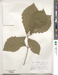 Quercus michauxii image