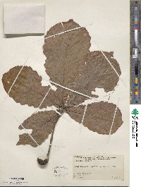 Quercus michauxii image