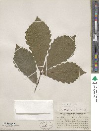 Quercus michauxii image