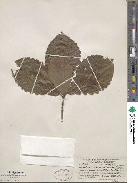 Quercus michauxii image