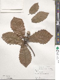 Quercus michauxii image